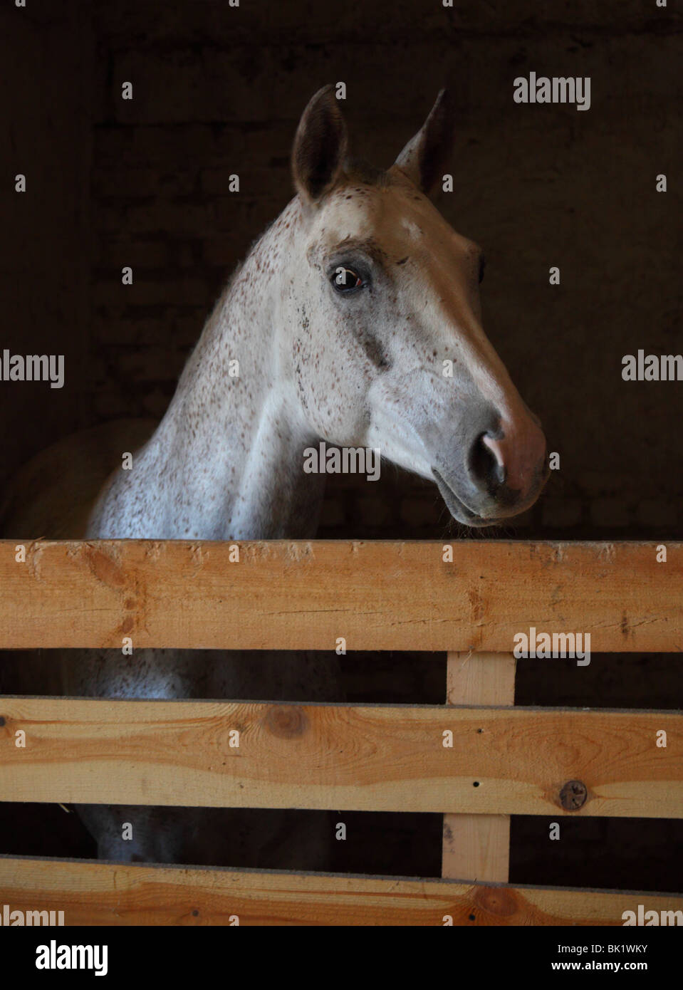 Appaloosa horse in dark stable Stock Photo