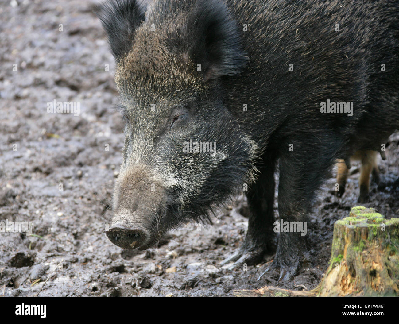 European Wild Boar Sow, Sus scrofa scrofa, Suidae. Stock Photo