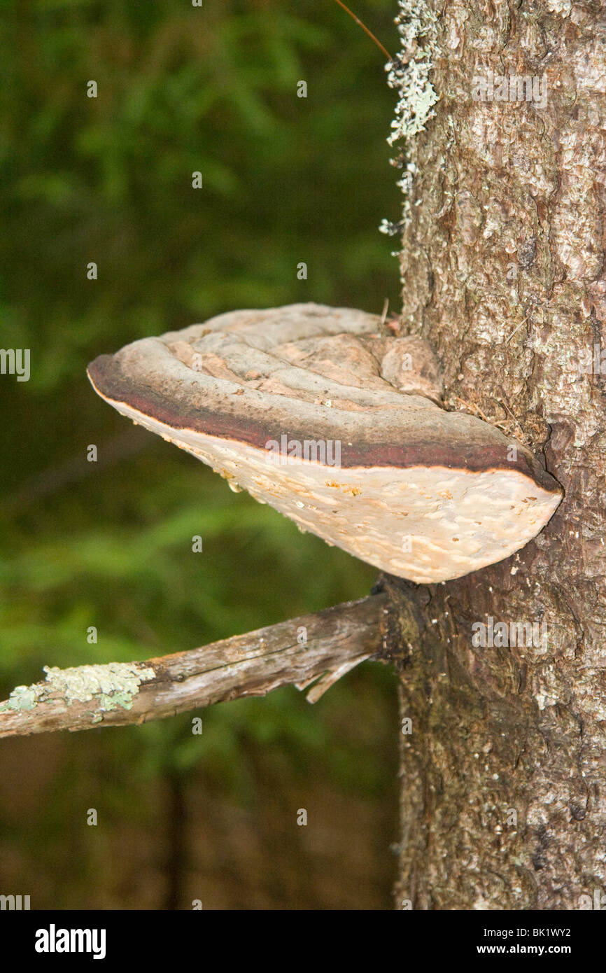 Fungus on a tree in Maine Stock Photo