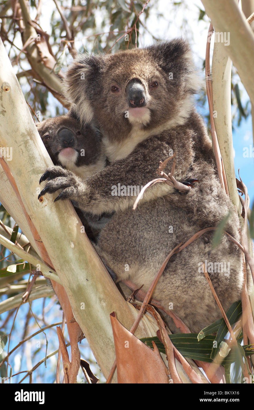 Koala bear baby australia hi-res stock photography and images - Alamy