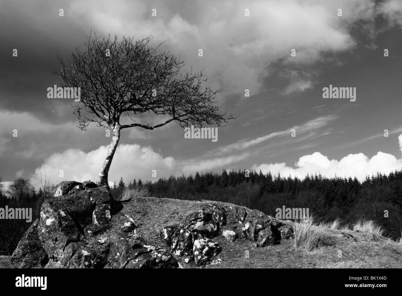 Lone tree growing on a rock in the Scottish Highlands, black and white, against a dramatic sky Stock Photo