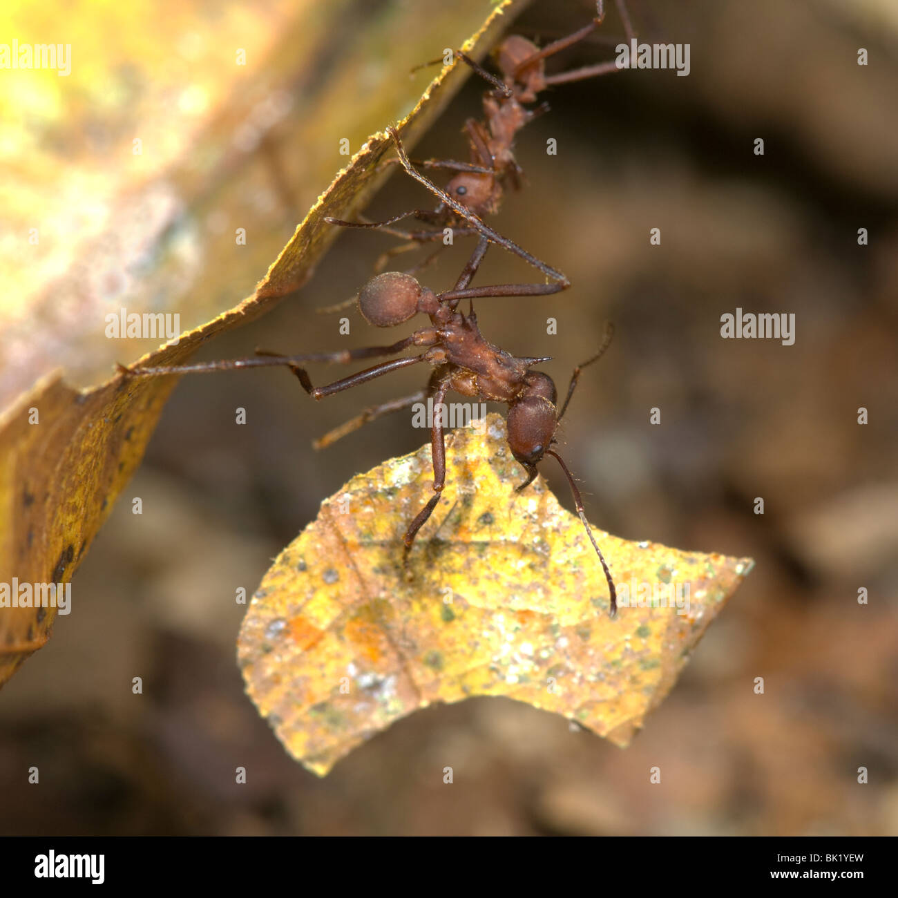 Ant chain hi-res stock photography and images - Alamy