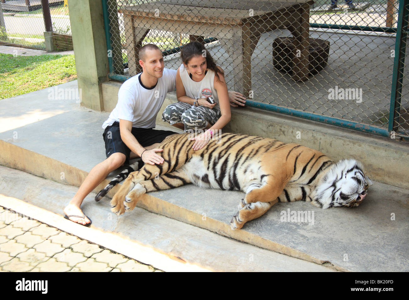 Shoot at Tiger kingdom, a tourist attraction at Chiang Mai, Thailand. Same as in Koh Samui and pattaya Stock Photo