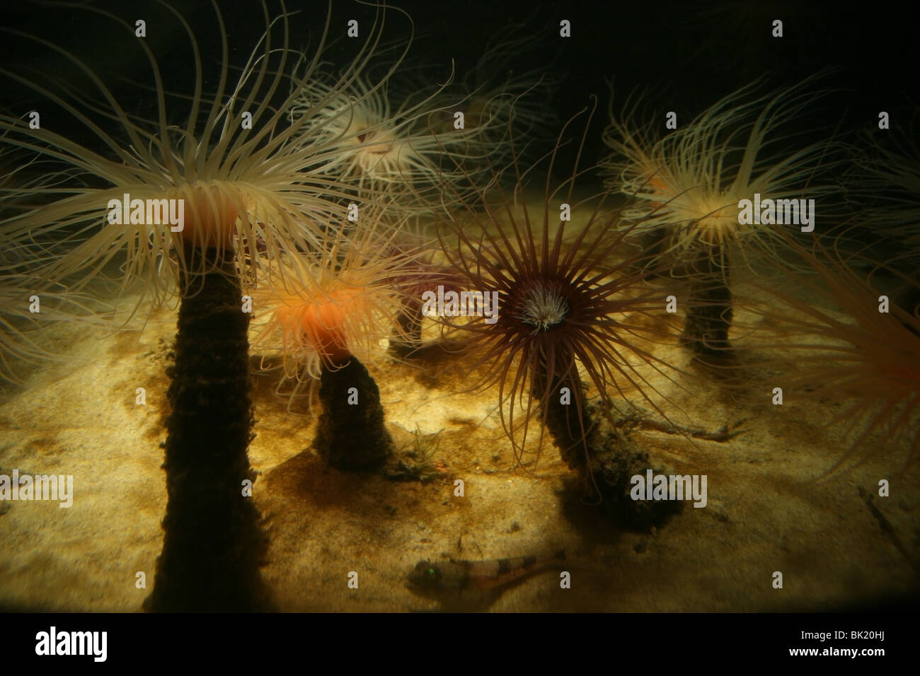 Tube anemone (Anemona tubicola) at the Monterey Bay Aquarium, Monterey, California, CA, USA. Stock Photo