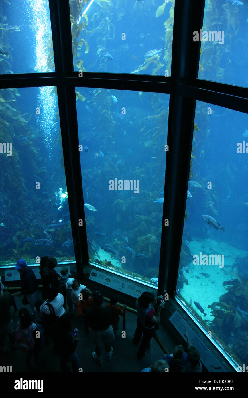 The large kelp tank at the Monterey Bay Aquarium, Monterey, California