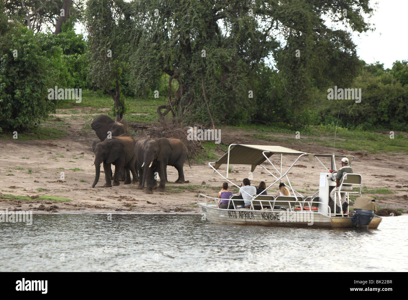Tourists watch a herd of elephants from a boat on the Chobe River in the Chobe National Park in Botswana Stock Photo