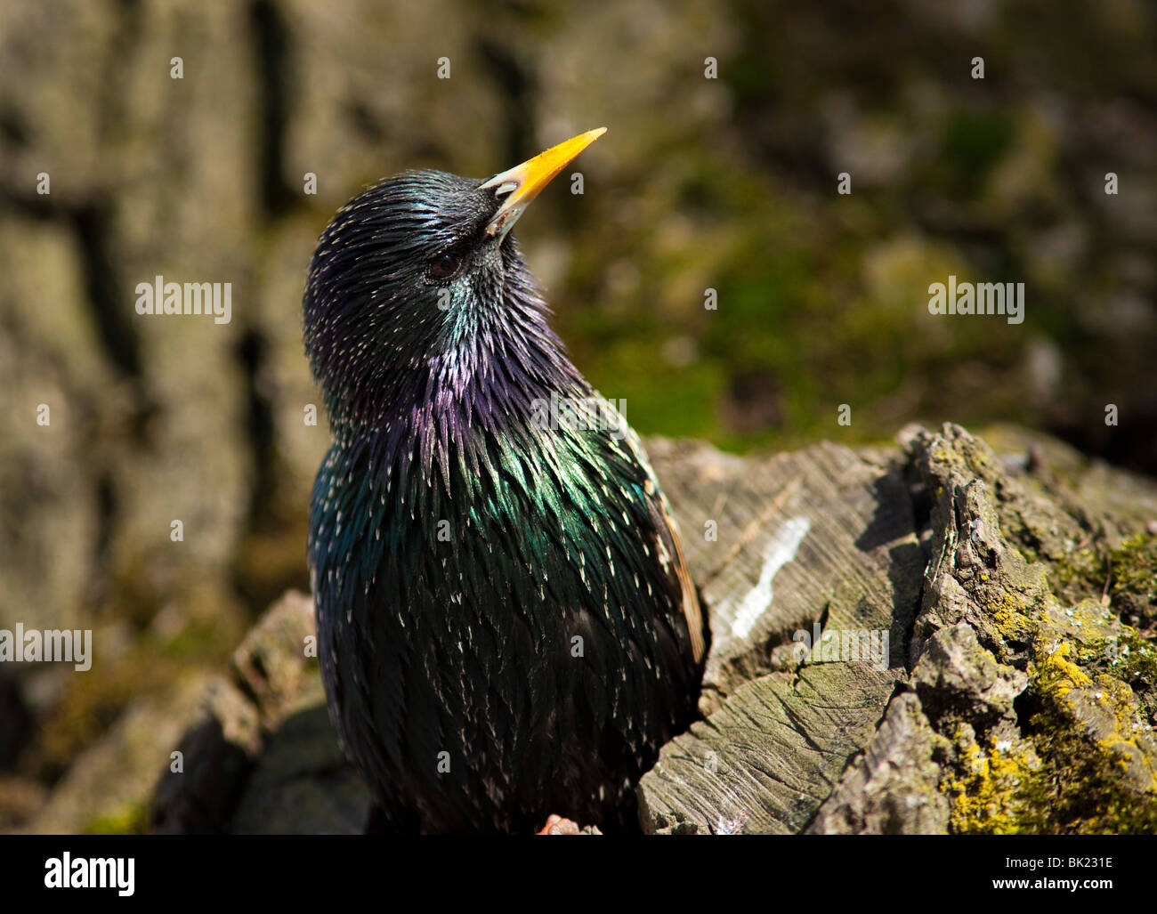 Common Starling (Sturnus vulgaris) look out of the hollow of a tree trunk. Stock Photo