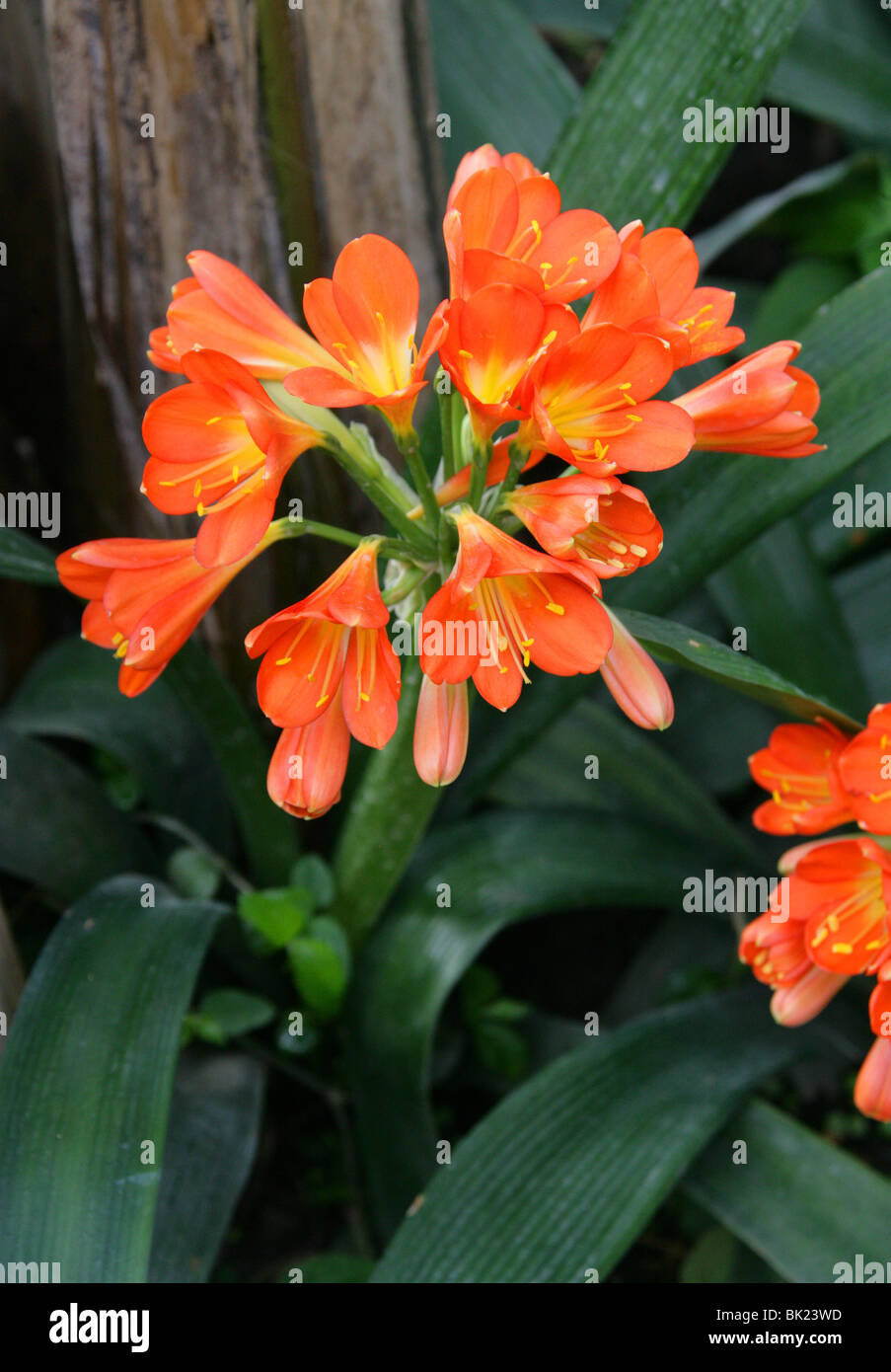 Kaffir Lily, Clivia miniata, Amaryllidaceae, South Africa. Aka Bush Lily or Boslelie in Afrikaans, or Umayime in Zulu. Stock Photo