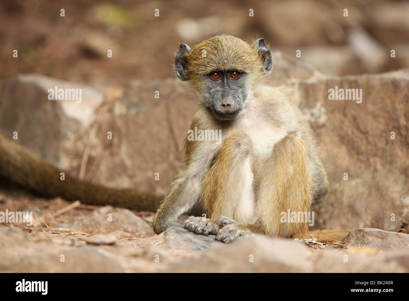 Page 2 Ugly Monkey High Resolution Stock Photography And Images Alamy