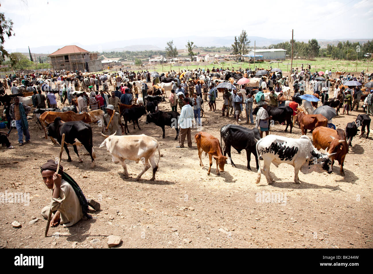 Cattle market Gondor Ethiopia Africa Stock Photo