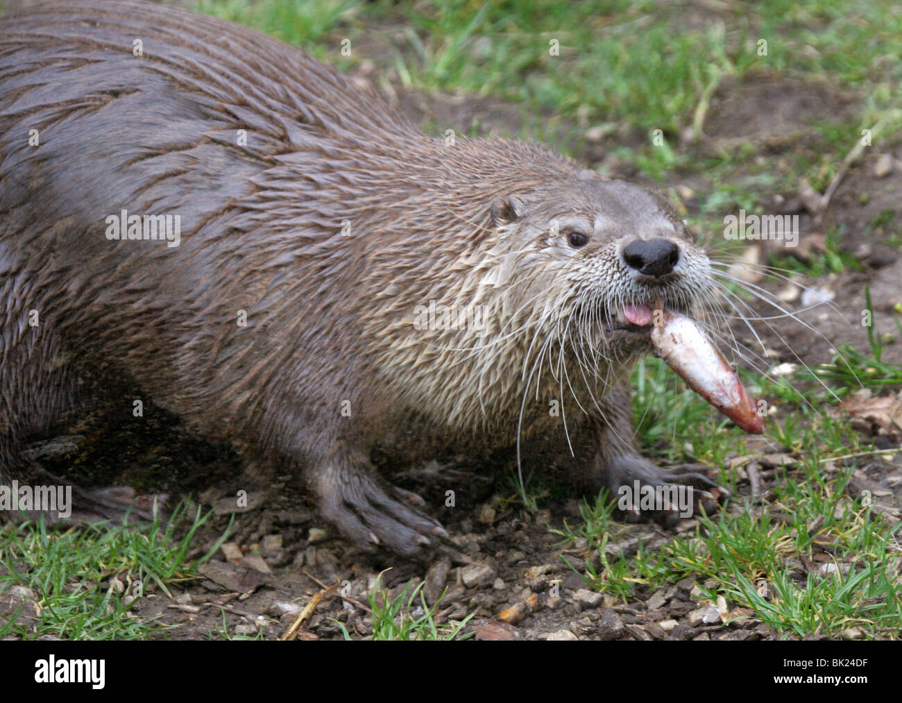 North American River Otter, Lontra canadensis, Mustelidae, North America and Canada Stock Photo