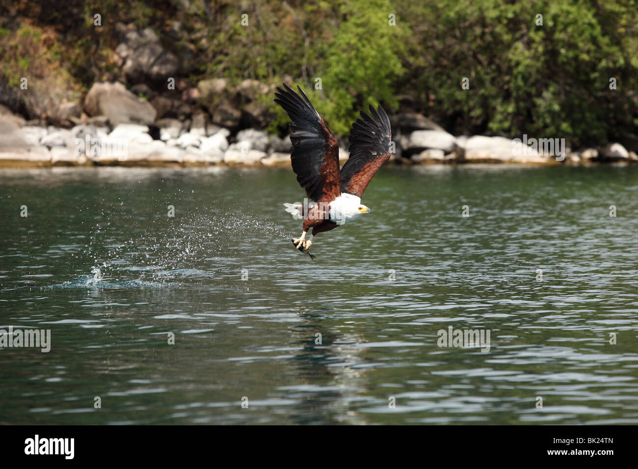 An African Fish Eagle flies and catches fish from Lake Malawi near Cape Maclear in Malawi Stock Photo