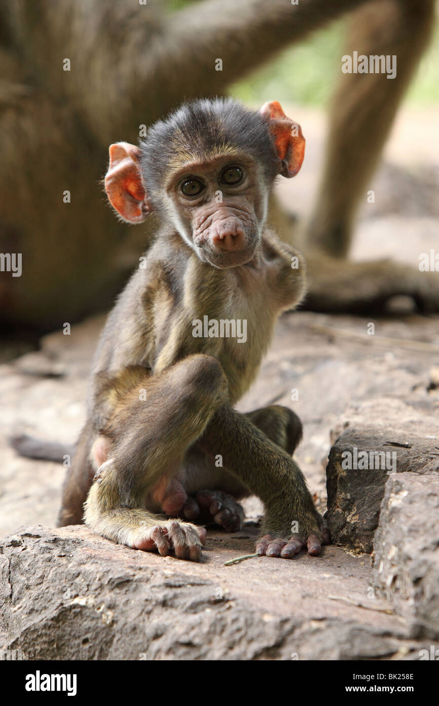 Page 2 Ugly Monkey High Resolution Stock Photography And Images Alamy