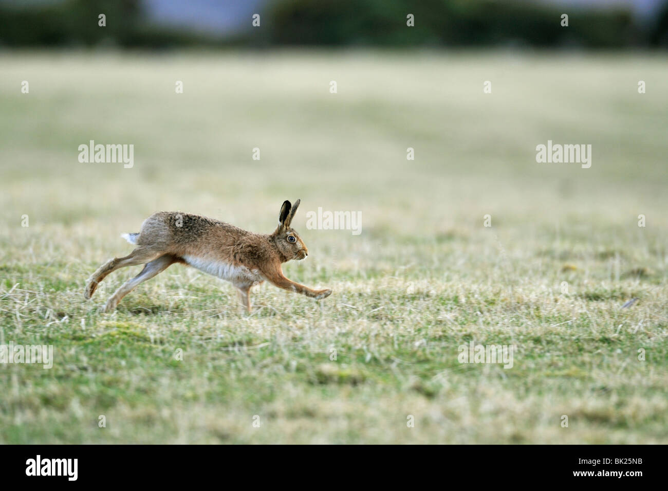 Brown Hare (Lepus europaeus) Stock Photo