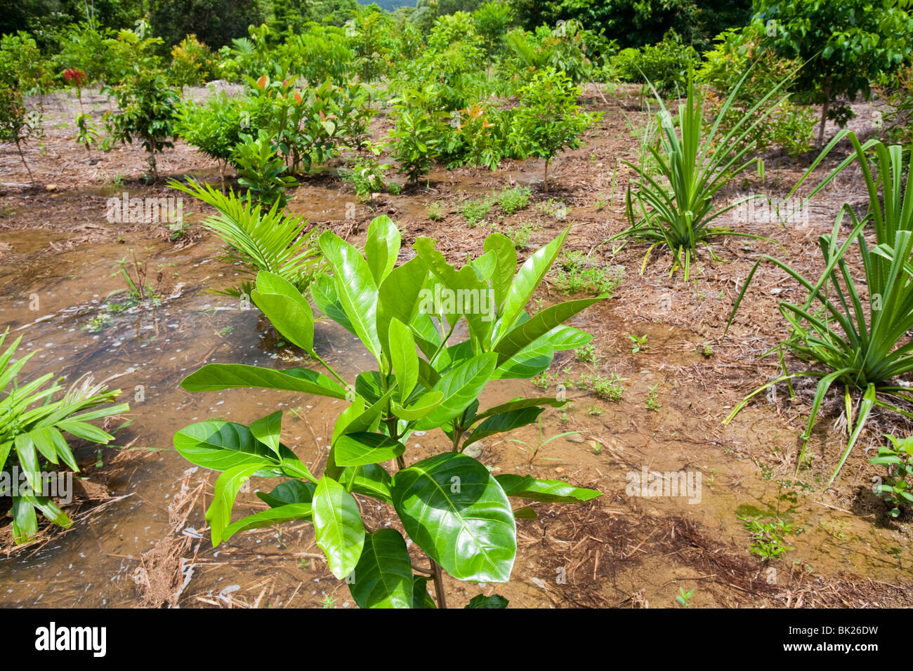 Planting rain forest trees in the Daintree as part of a carbon offset project, Australia. Stock Photo