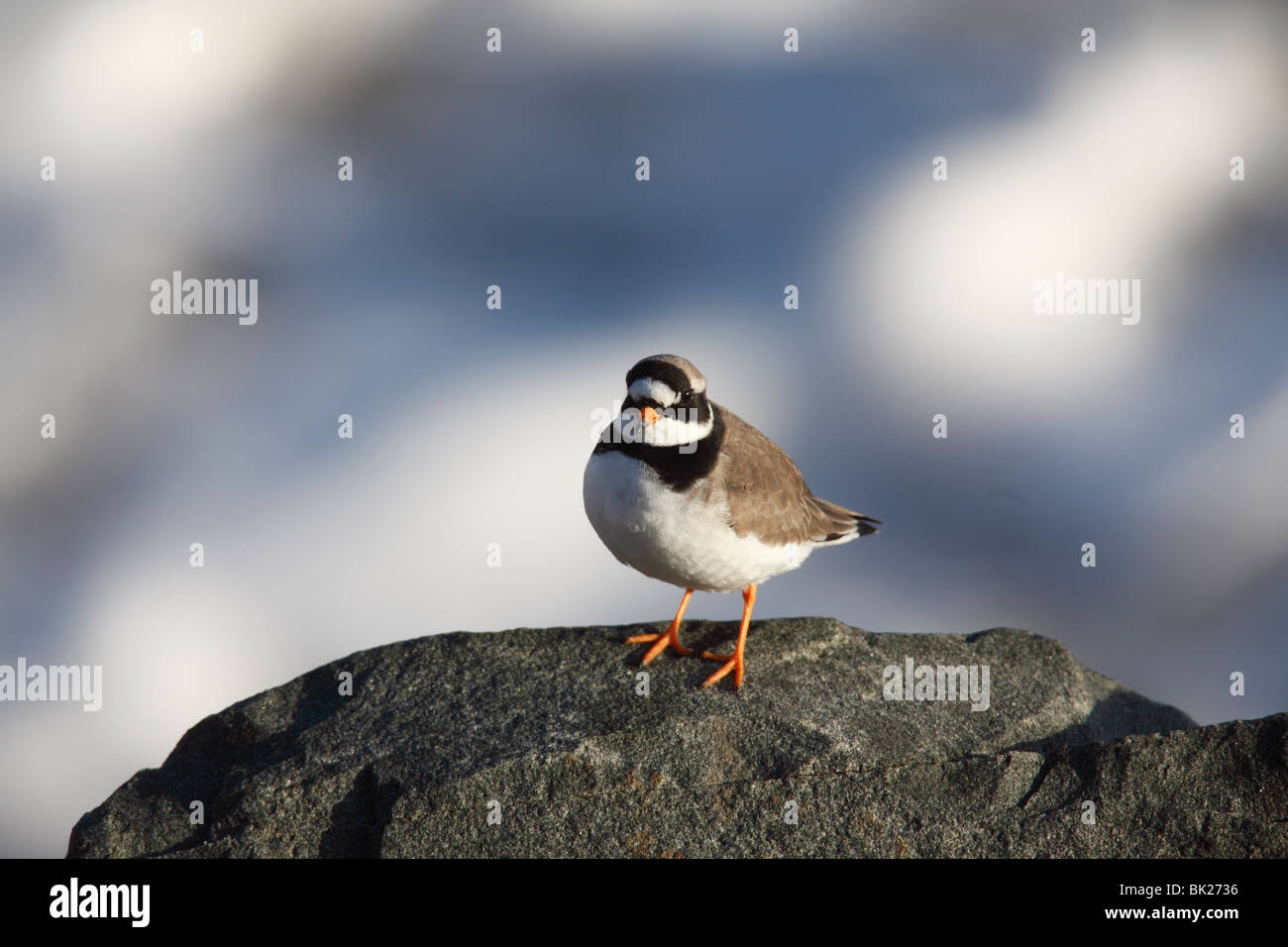 Ringed plover (Charadrius hiaticula) perching on rock front view Stock Photo