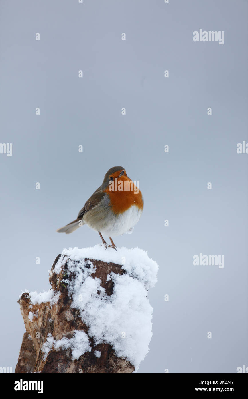Robin (Erithacus rubecula) perching on snow covered stump Stock Photo
