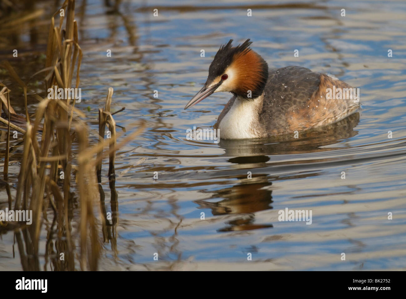 Great Crested Grebe (Podiceps cristatus) swimming on the edge of a reedbed Stock Photo