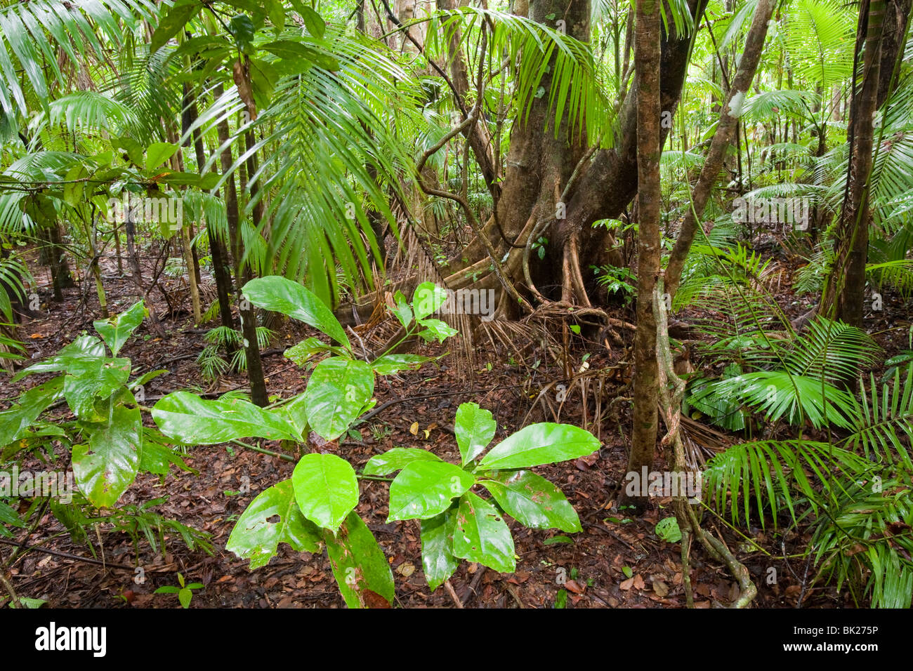 The Daintree rainforest in the North of Queensland, Australia. Stock Photo