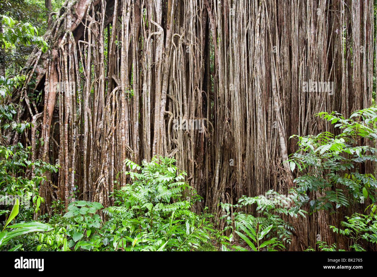 The Curtain Fig Tree, a massive Green Fig Tree (Ficus virens) in the ...