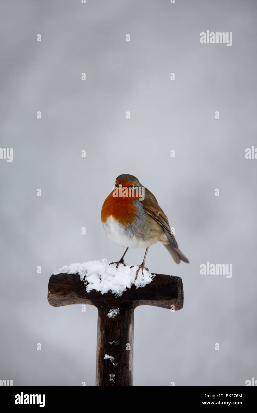 Robin (Erithacus rubecula) perching on snow covered forkhandle Stock Photo