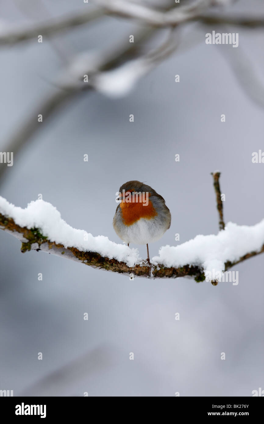 Robin (Erithacus rubecula) perching on snow covered branch Stock Photo