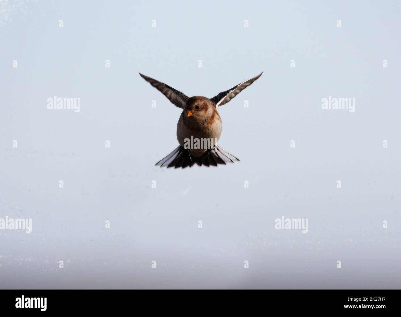 Snow bunting (Plectrophenax nivalis) in flight front view Stock Photo
