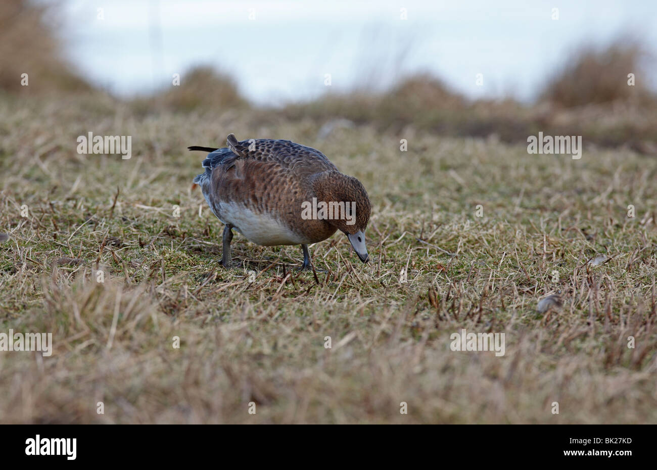 Wigeon (Anas penelope) grazing on marshland Stock Photo