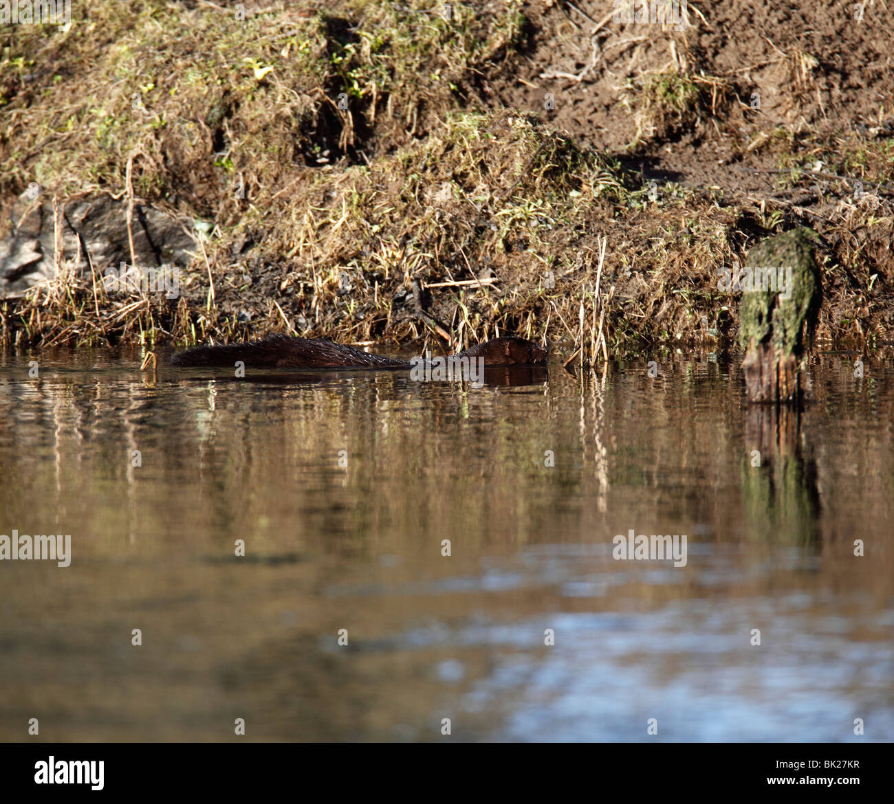 Mink (Mustela vison) swimming along river bank Stock Photo