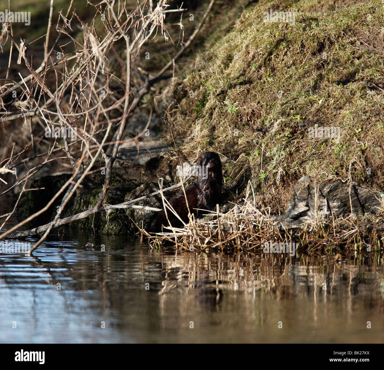 Mink (Mustela vison) standing on river bank Stock Photo