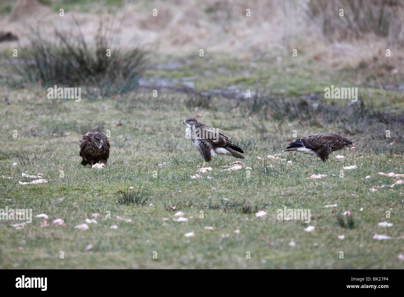 Buzzard (Buteo buteo) feeding on offal at feeding station Stock Photo