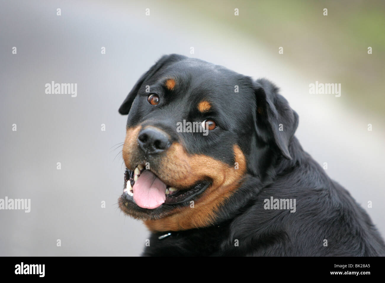 Female Rottweiler dog Stock Photo - Alamy