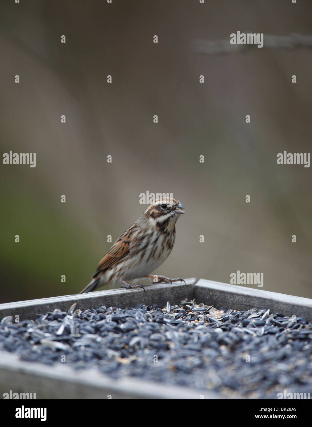 Reed bunting (Emberiza schoeniclus) female eating seed at bird table Stock Photo