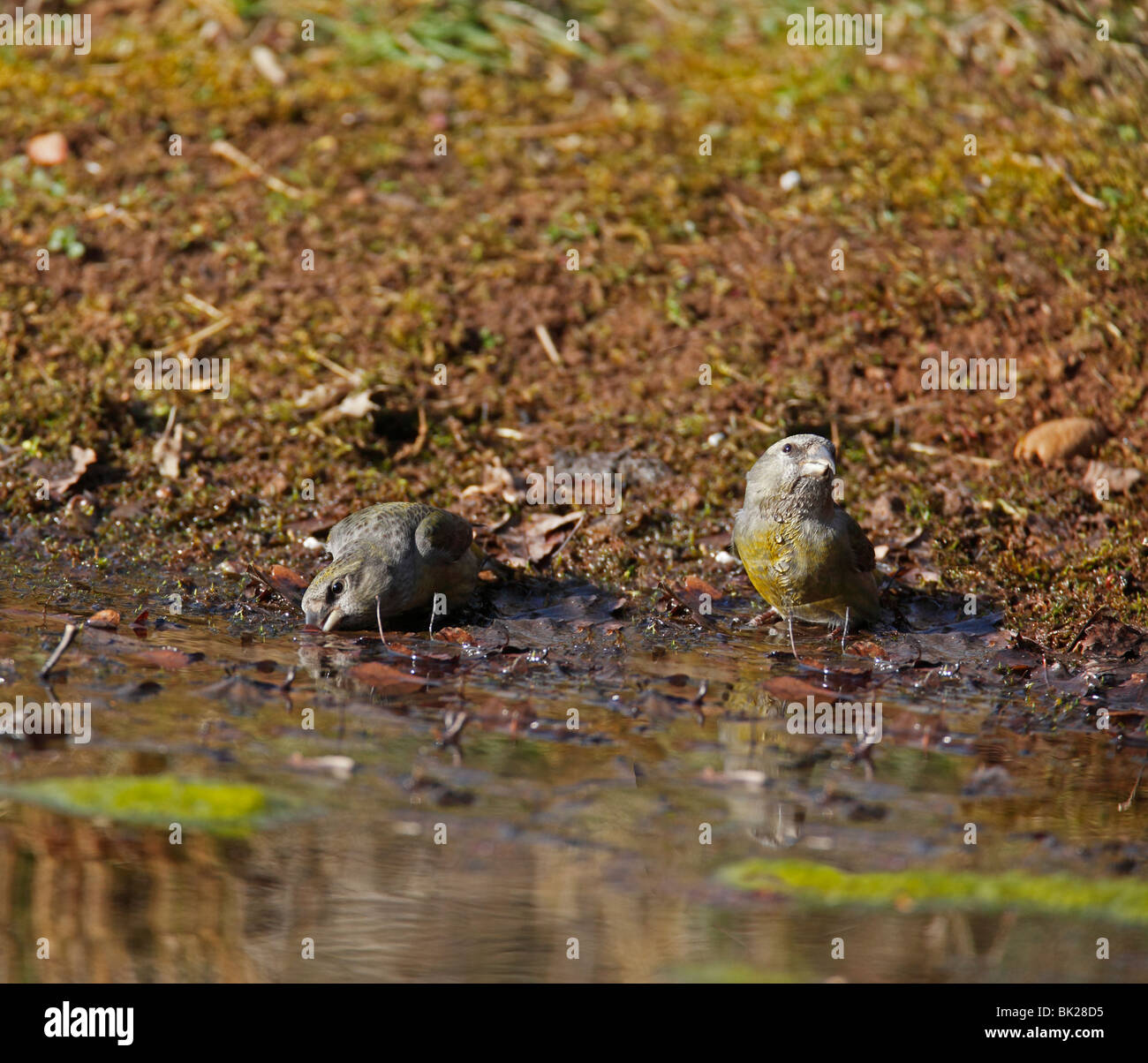 Crossbill (Loxia curvirostra) females drinking at woodland pool Stock Photo