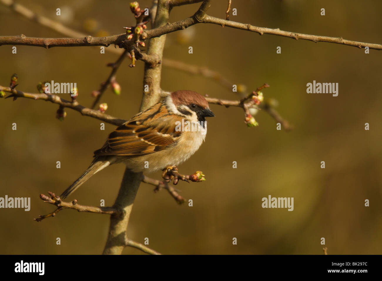 Eurasian Tree Sparrow (Passer montanus) Stock Photo