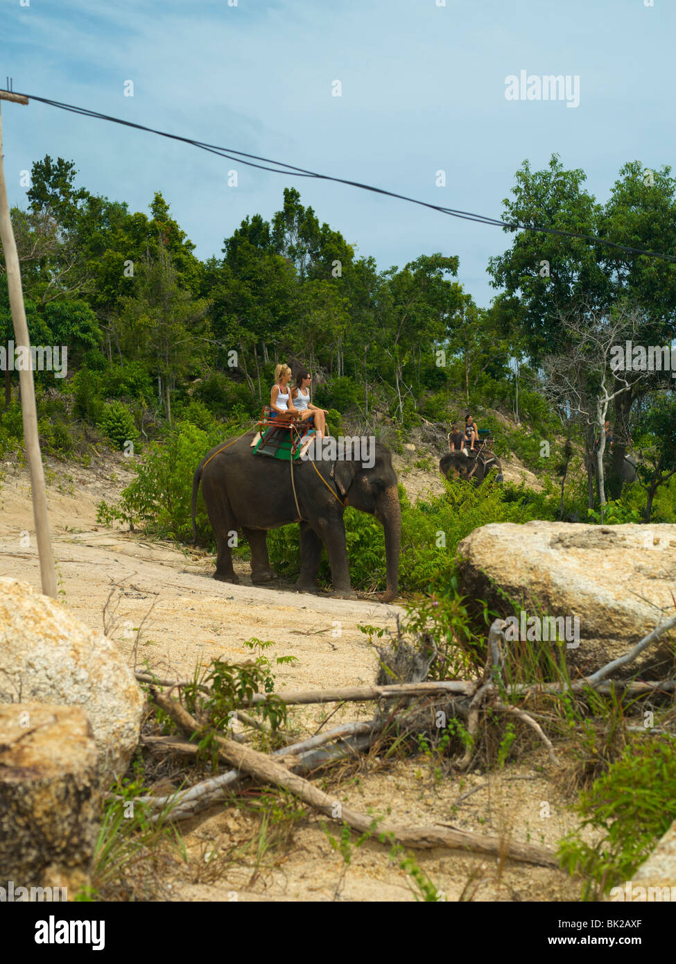 Elephant thailand hi-res stock photography and images - Page 26 - Alamy