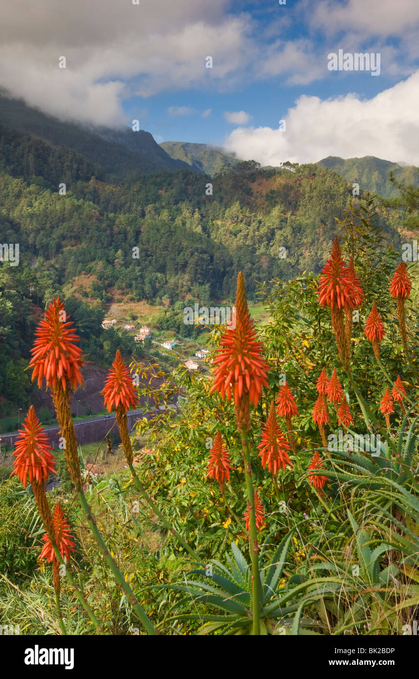 Red Aloe flowers near Sao Vincente, North Madeira, Portugal, EU, Europe Stock Photo
