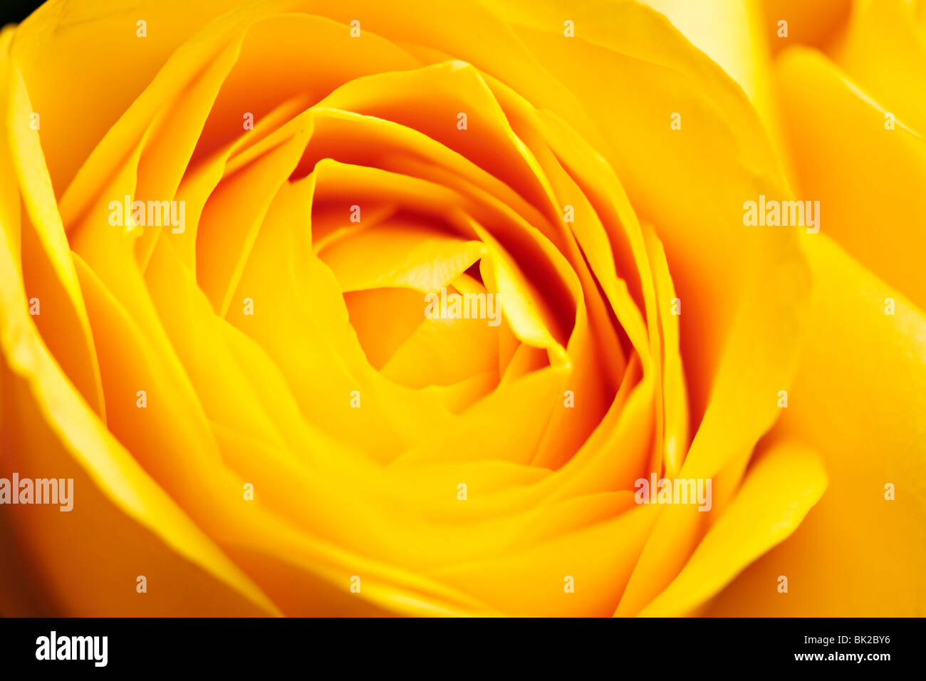 yellow roses, colorful flowers closeup Stock Photo