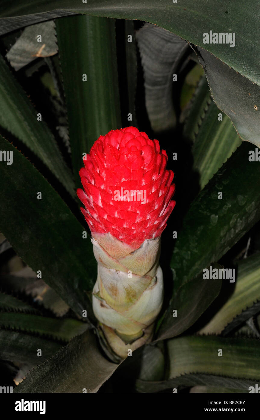 Bromeliad flower spike (Aechmea tonduzii) native to Costa Rica and Panama Stock Photo