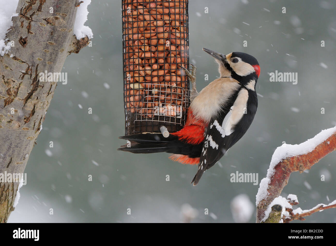 Great Spotted Woodpecker (Dendrocopos major) on peanut feeder in the snow, Oxfordshire, UK. Stock Photo