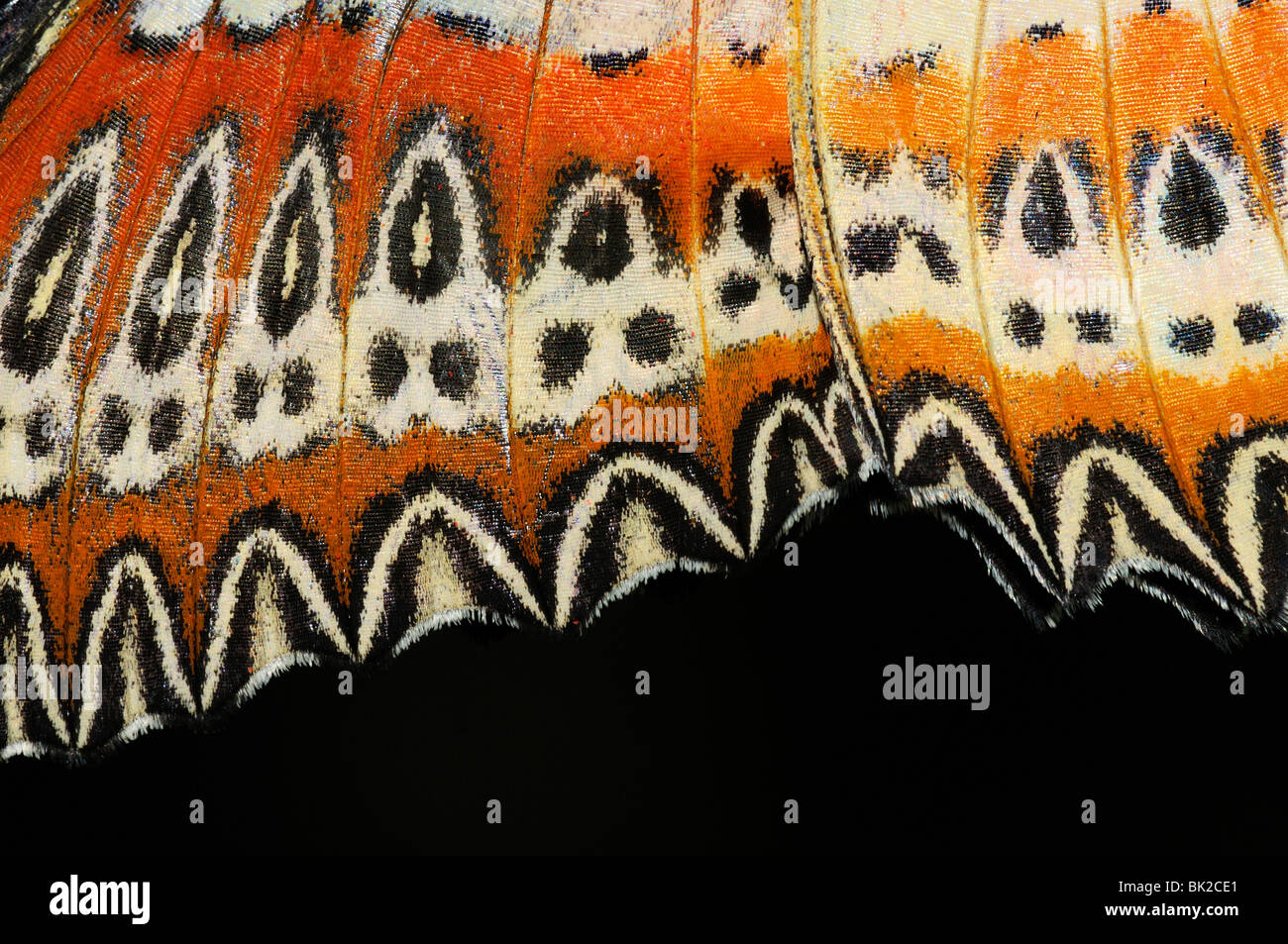 Malay Lacewing Butterfly (Cethosia biblis) close-up showing pattern on underside of wing, native to South Asia Stock Photo