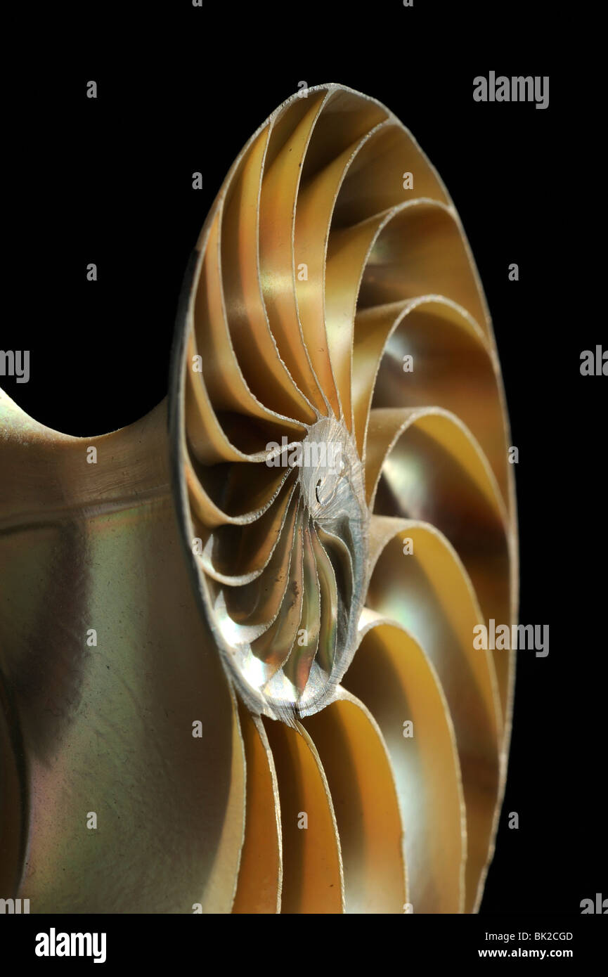 Chambered Nautilus (Nautilus pompilius) cross section of shell showing chambers. Stock Photo