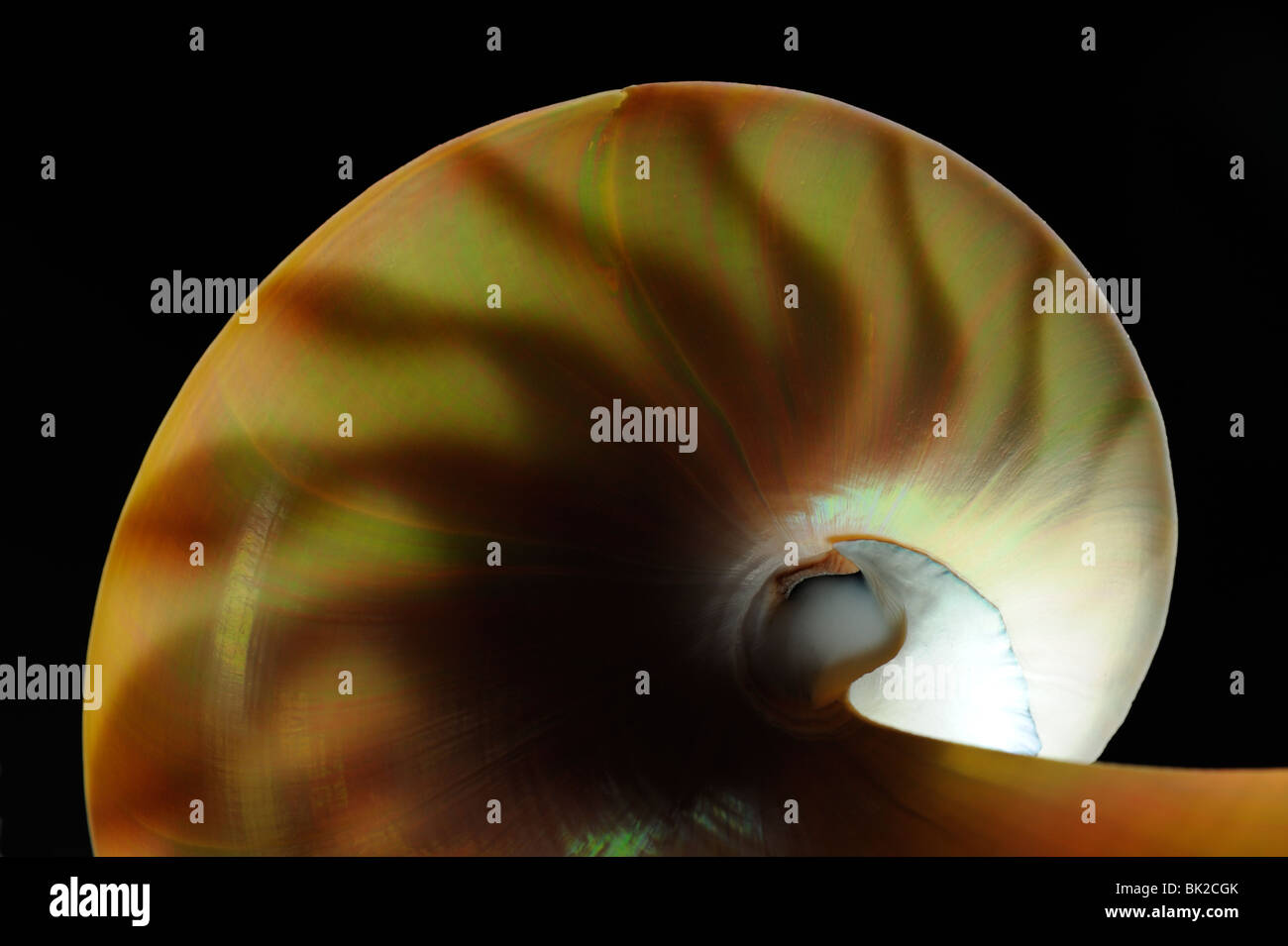 Chambered Nautilus (Nautilus pompilius) shell showing pattern. Stock Photo