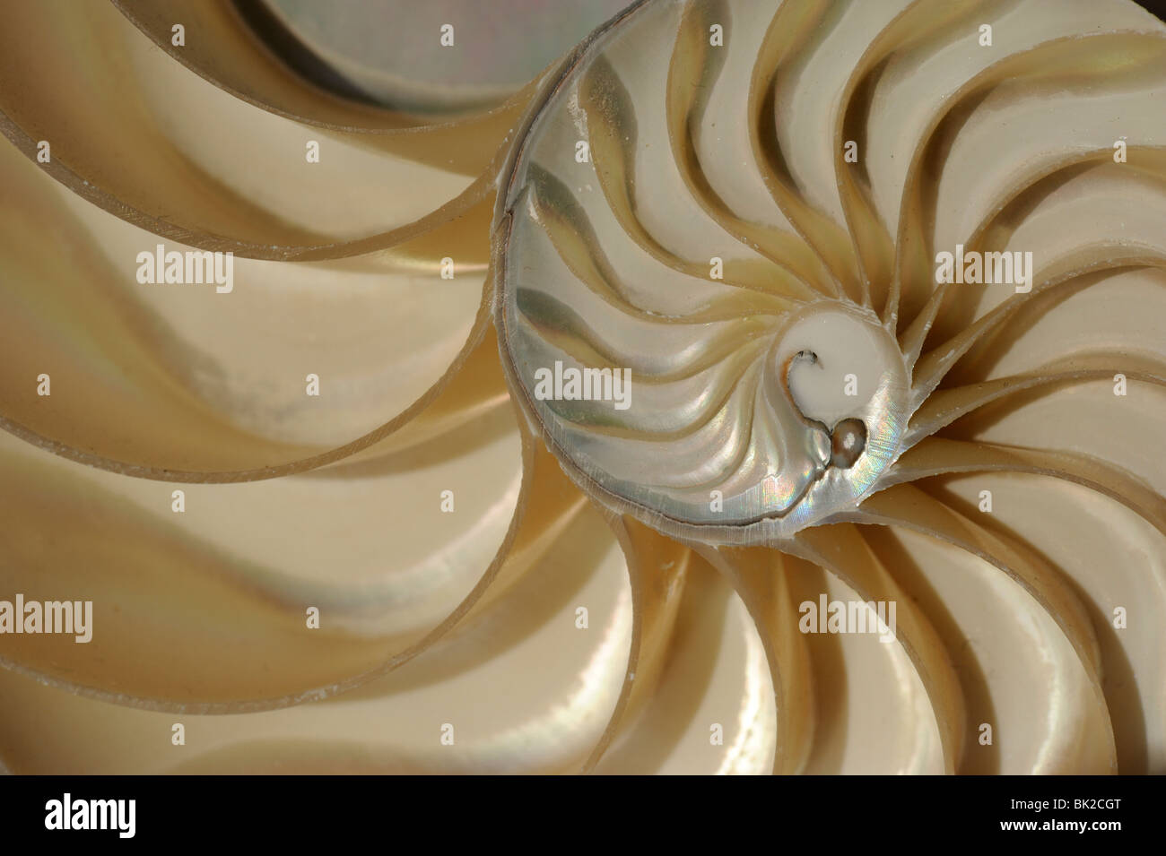 Chambered Nautilus (Nautilus pompilius) cross section of shell showing chambers. Stock Photo