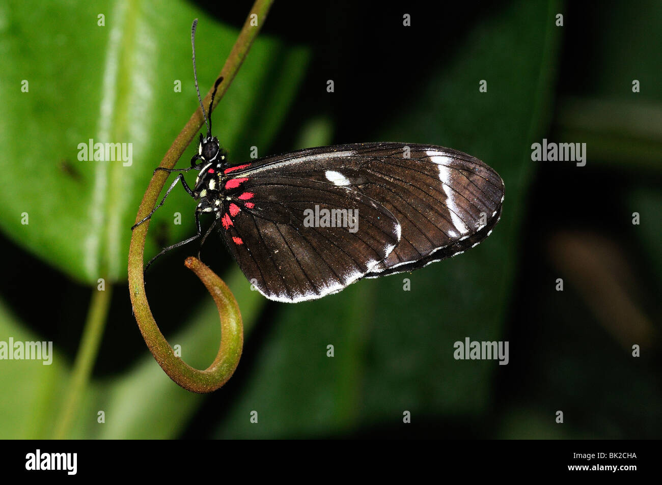 Postman Butterfly (Heliconius melpomene) at rest, native of south america Stock Photo