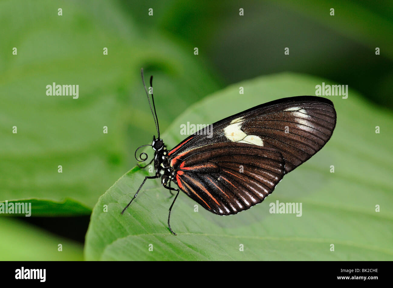 Postman Butterfly (Heliconius melpomene) resting on leaf, native of South America Stock Photo
