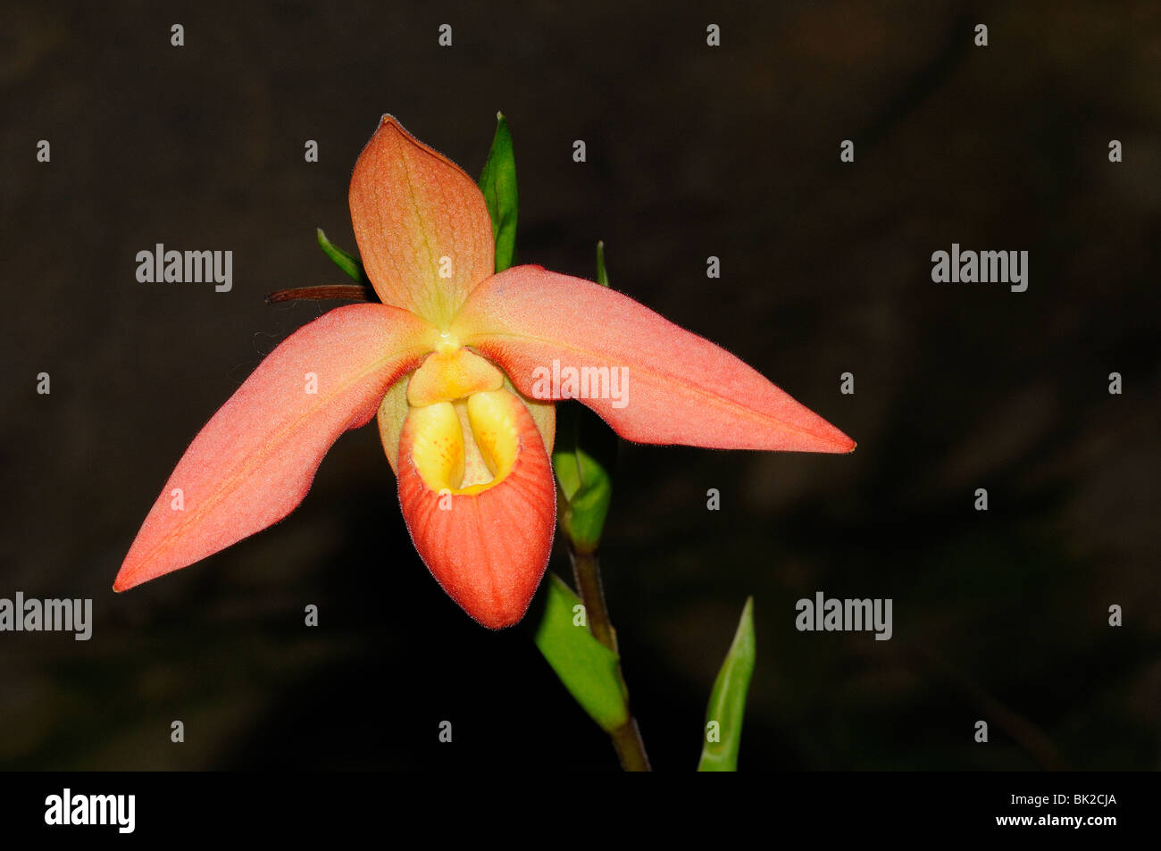 Slipper Orchid (Phragmipedium species) close-up of flower. Stock Photo