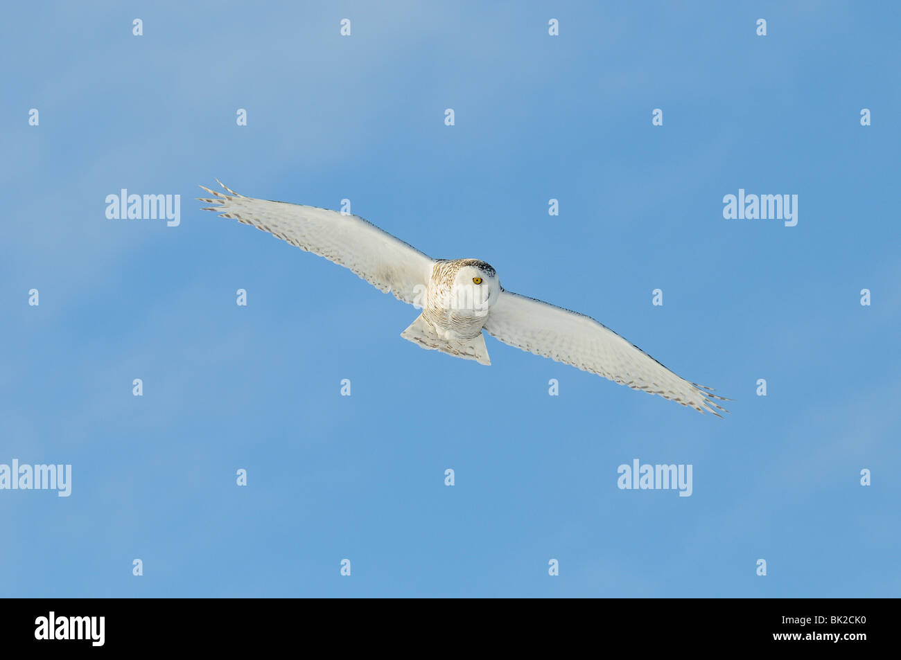 Snowy Owl (Nyctea scandiaca) in flight, Quebec, Canada Stock Photo