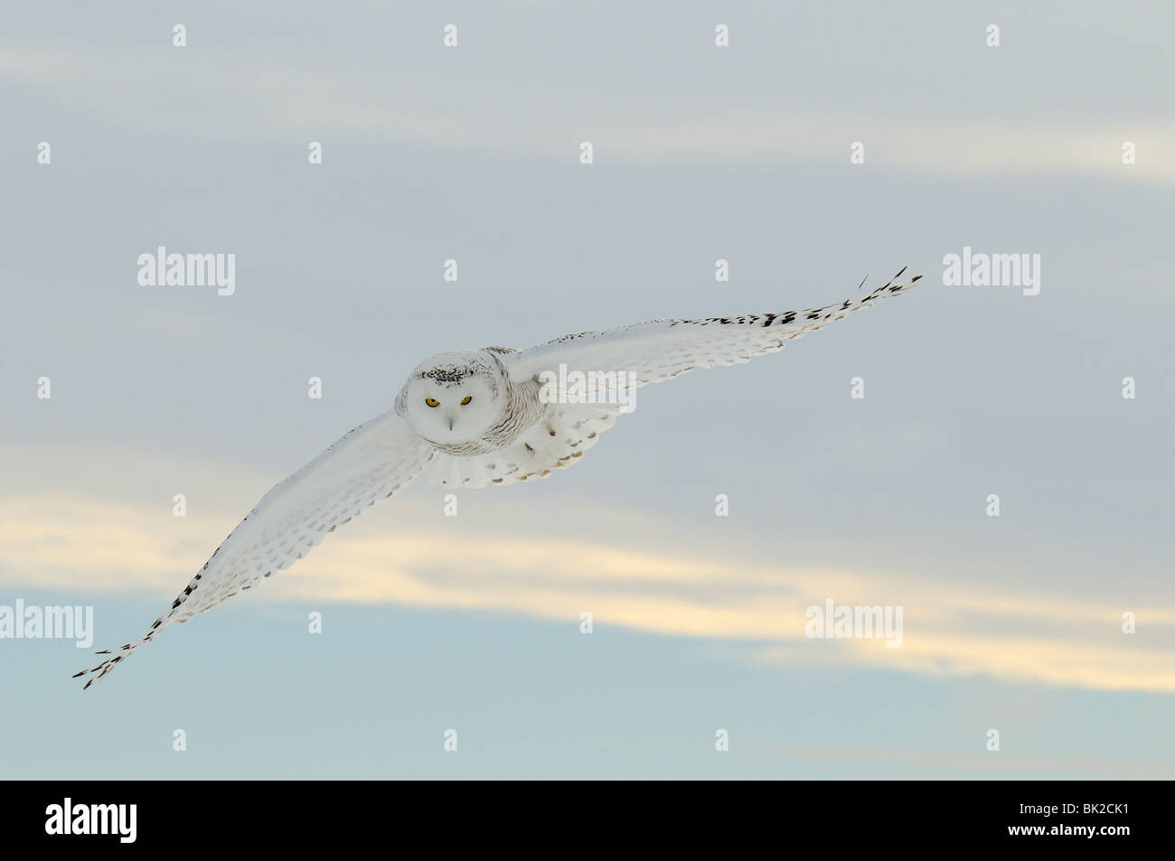 Snowy Owl (Nyctea scandiaca) in flight, Quebec, Canada. Stock Photo