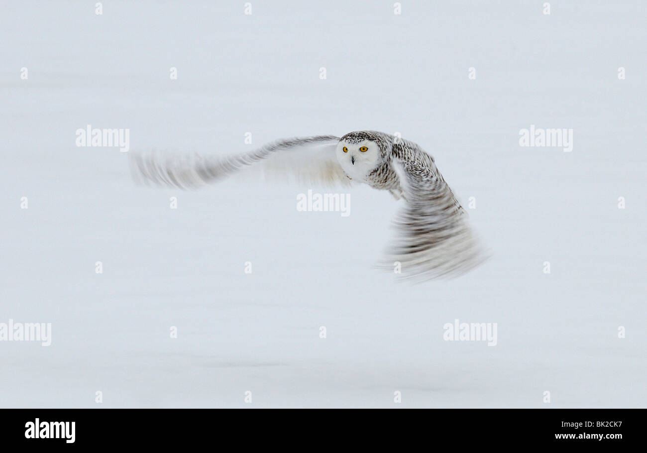 Snowy Owl (Nyctea scandiaca) in flight over snow, blurred wings, Quebec, Canada Stock Photo
